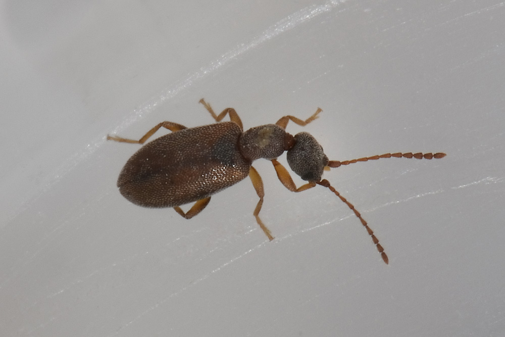 Anthicidae:   Endomia tenuicollis